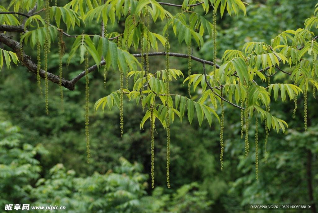 丽江老君山枫杨