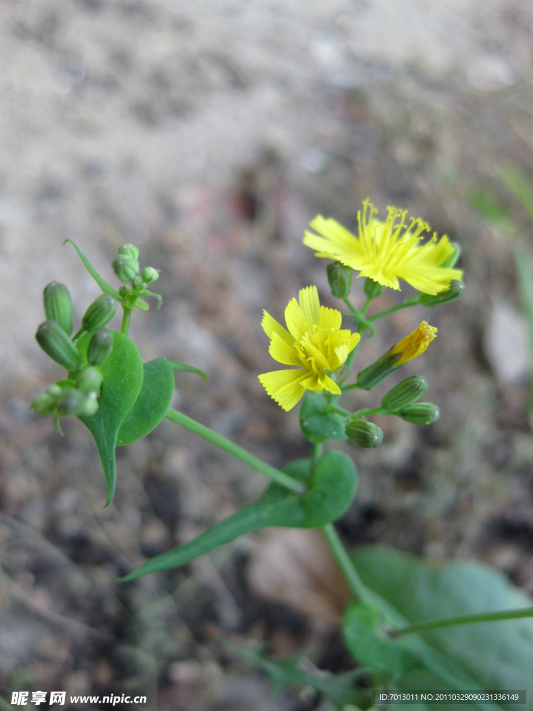 小黄花