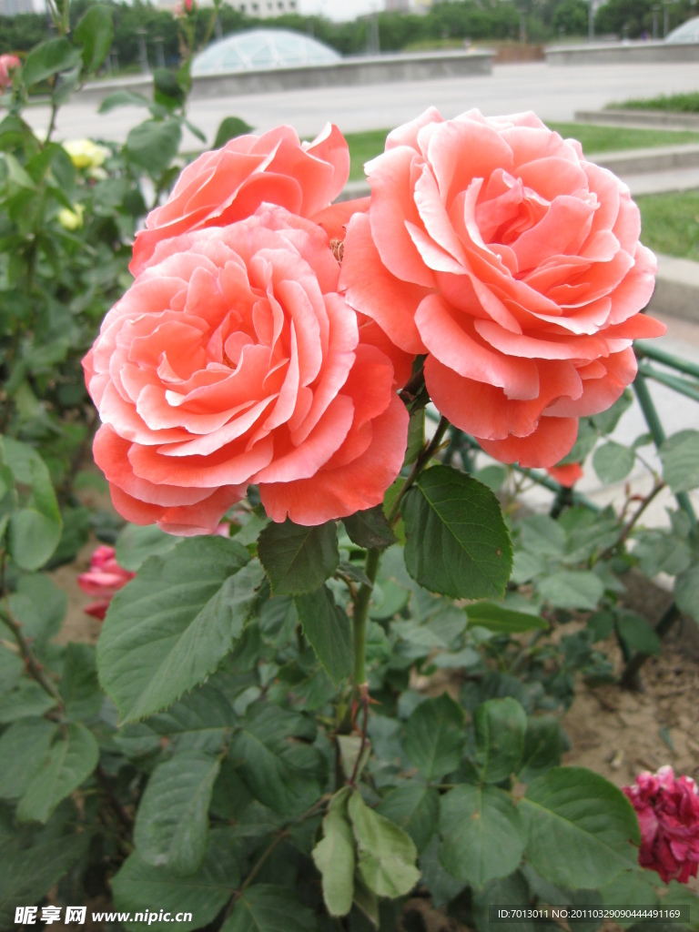 粉橘色月季花