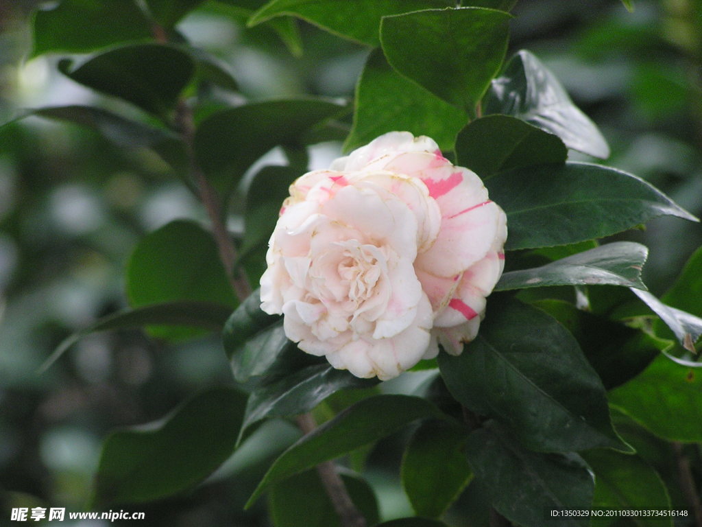 茶花