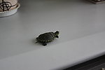 乌龟