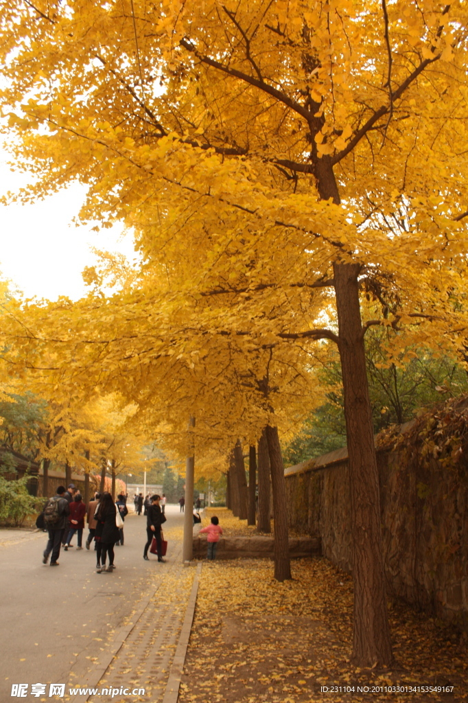 银杏树