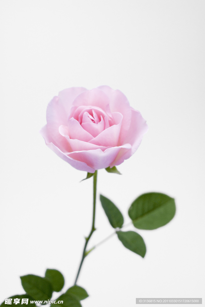 玫瑰花