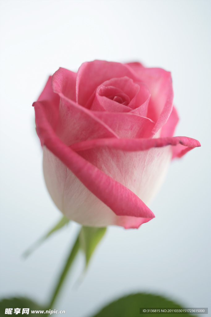 玫瑰花