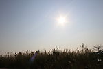 芦苇