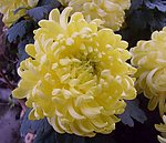 黄色菊花