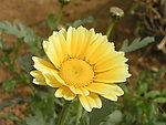 茼蒿菜花