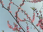 山桃花