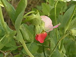 豌豆花
