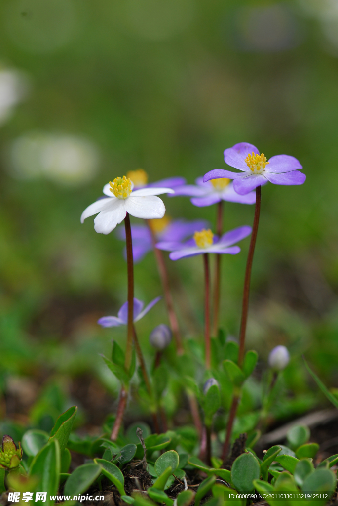 疏齿银莲花