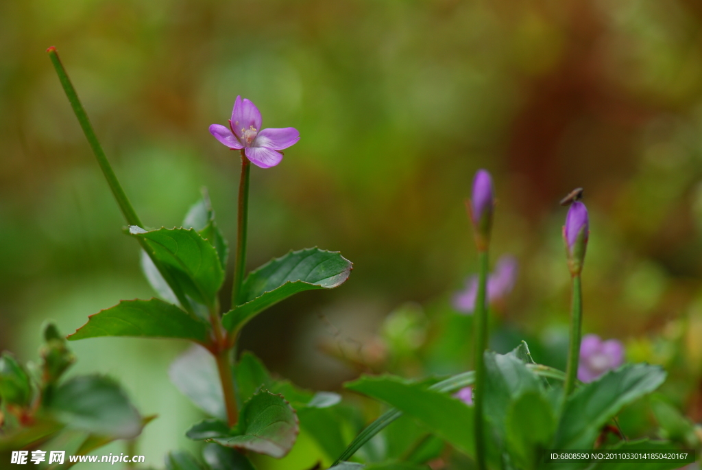 光籽柳叶菜