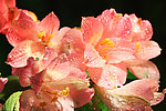 百合花