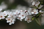 花满枝头
