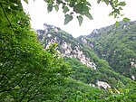 夏的绿衣