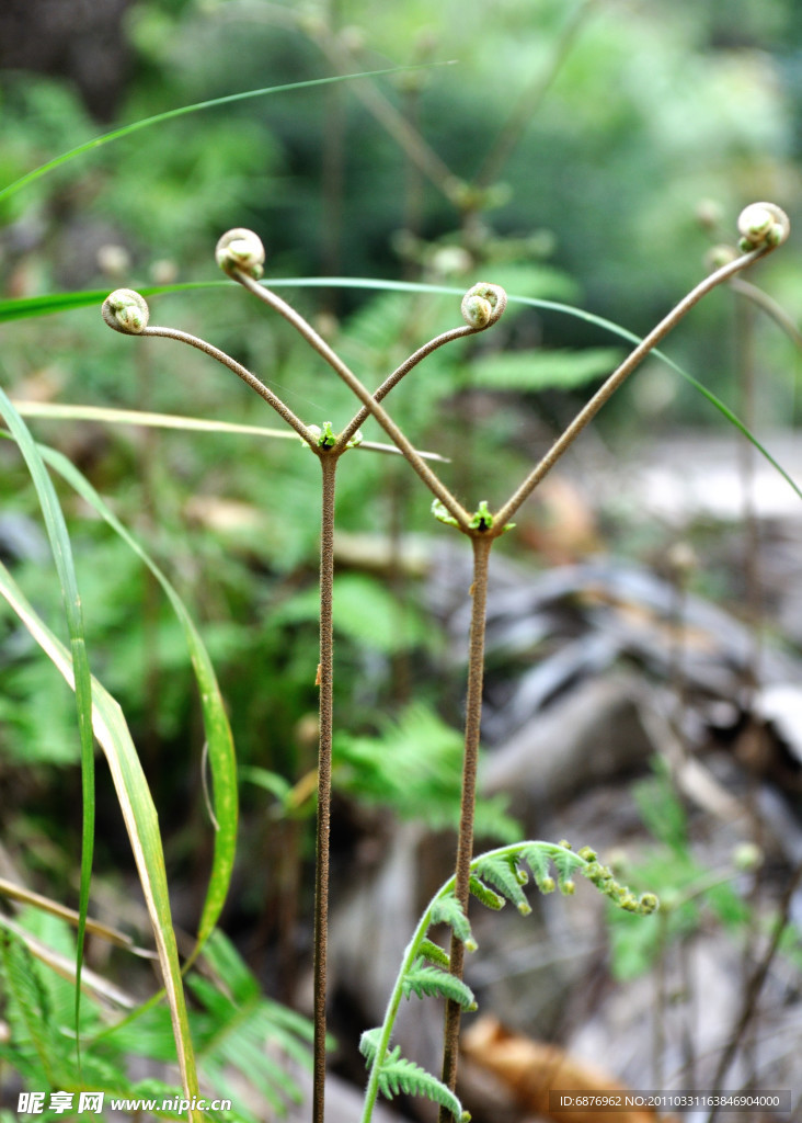 蕨类小草