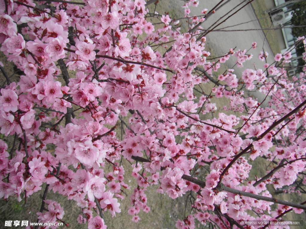 桃花 校园 摄影 春色