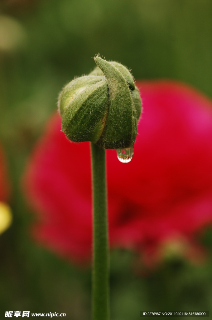 花蕾