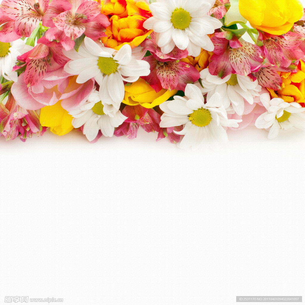 菊花 百合花