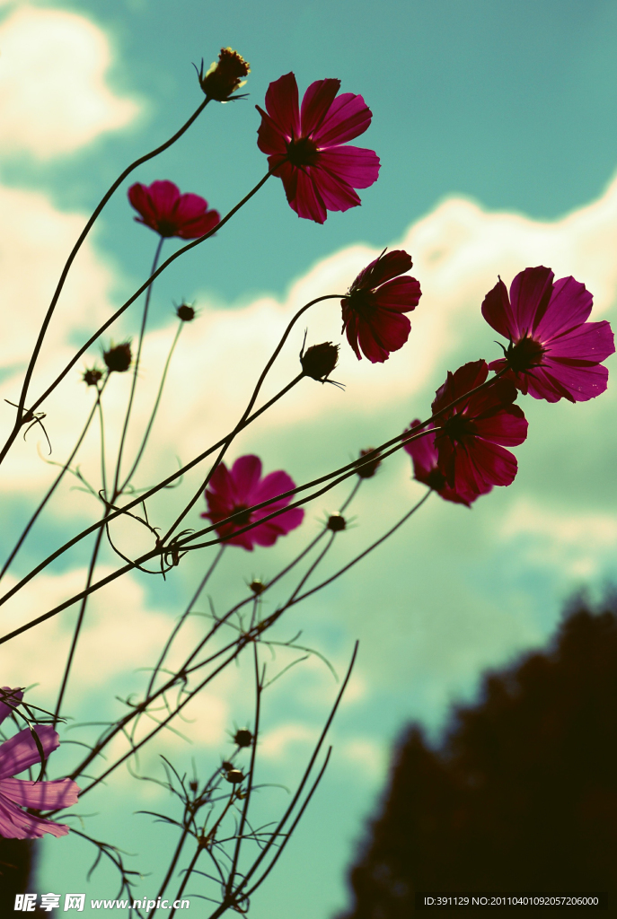 格桑花之恋