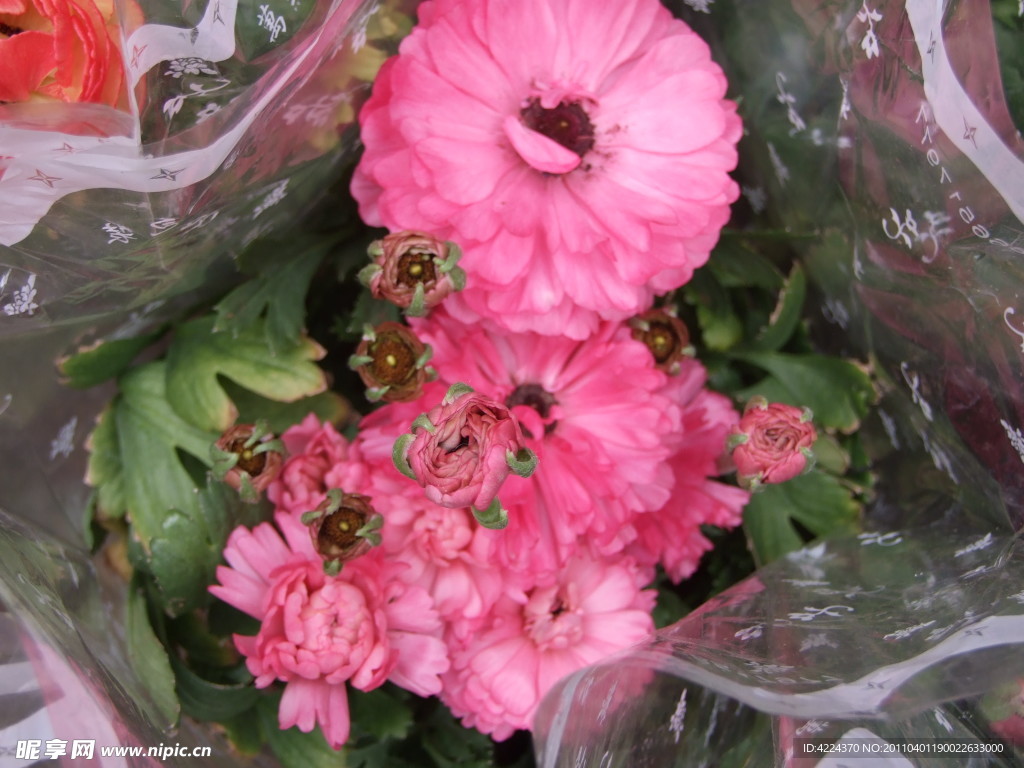 花毛茛