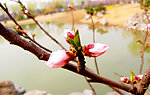 春暖花开 水 桃花