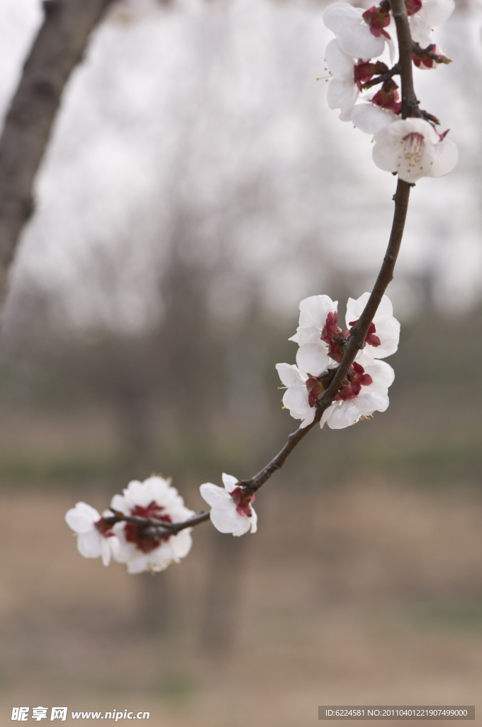 白色樱花