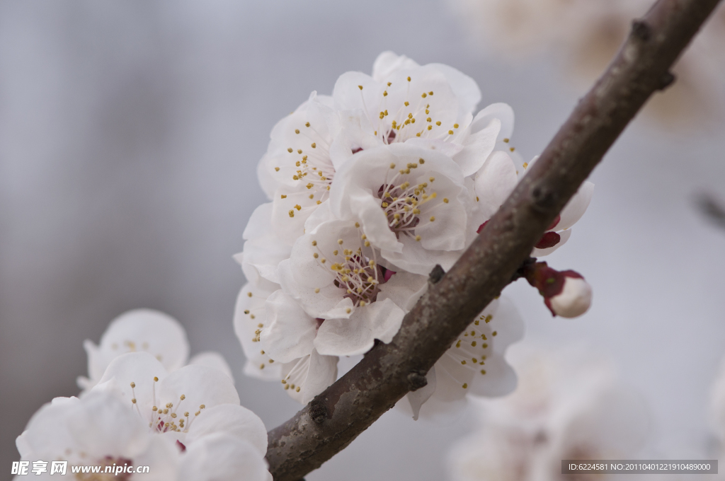 白色樱花