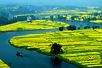 农村 油菜田