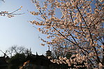 鸡鸣寺樱花