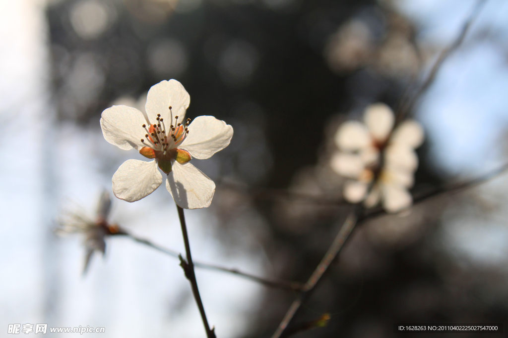 樱花