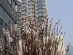 梨花