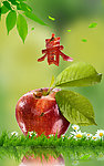 春天 苹果