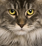 宠物猫