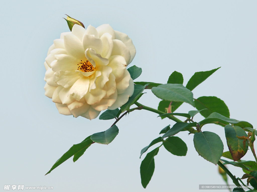 玫瑰花