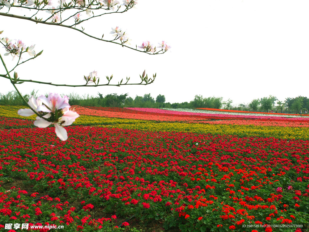 花海