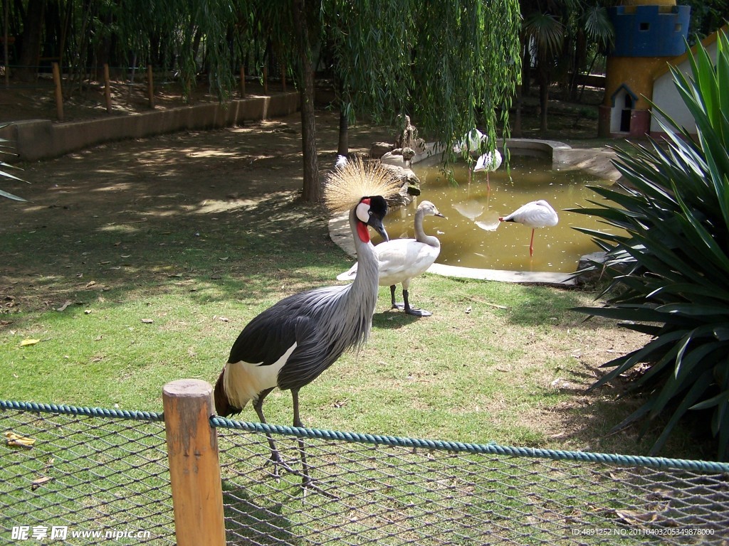 鸟类
