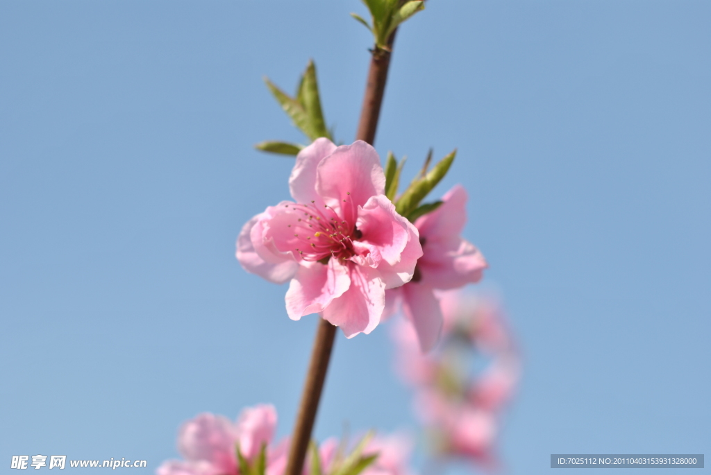 桃花儿