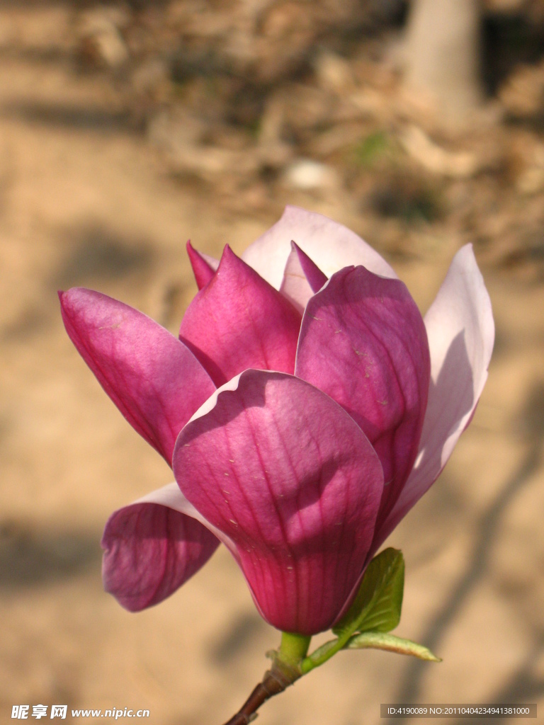 红玉兰花