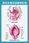 男性生殖解剖图