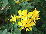 黄色小花