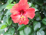 扶桑花