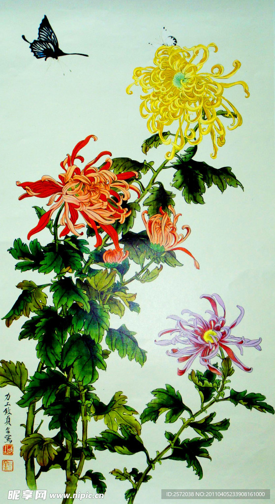 菊花蝴蝶