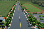 道路绿化