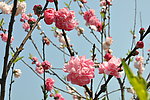 花影