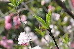 花上的虫