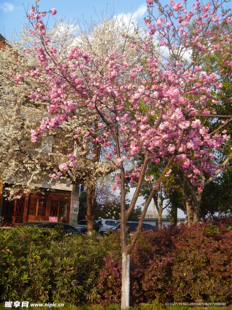 樱花