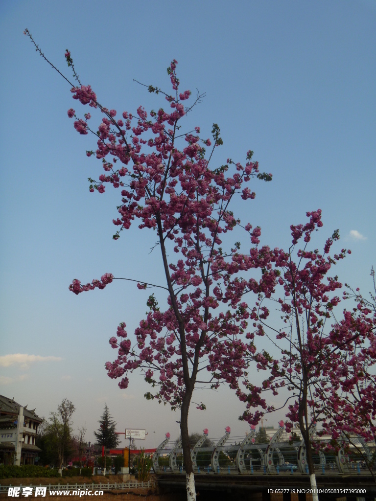 樱花