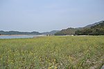 万绿谷油菜花