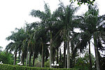 风景树