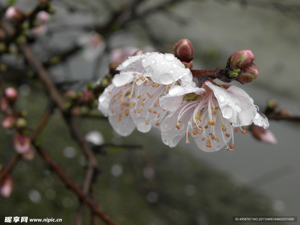 桃花